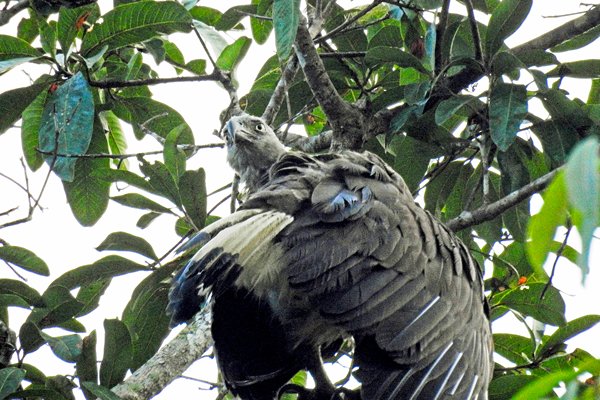 Loerende roofvogel, Way Kambas NP, Sumatra 2016