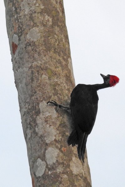 Zwarte specht in Way Kambas NP, Sumatra 2016