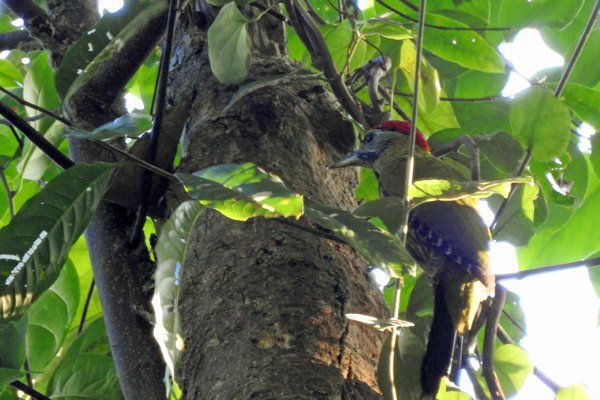 Specht in Khao Yai NP, Thailand 2015