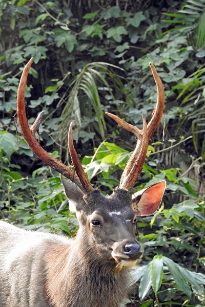 Sambar deer in Khao Yai NP, Thailand 2015