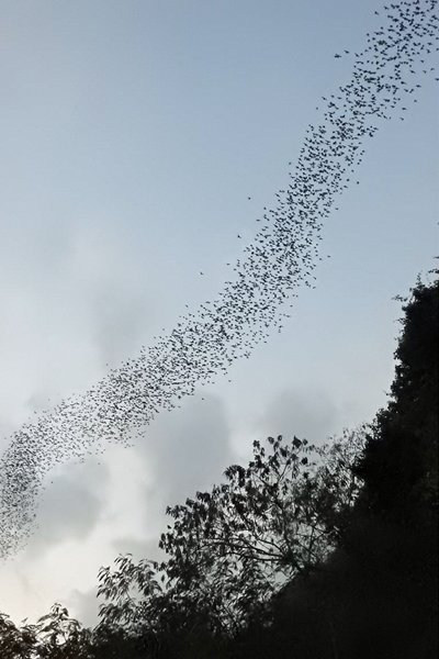 Grote vlucht vleermuizen in de schemering, Khao Yai, Thailand 2015