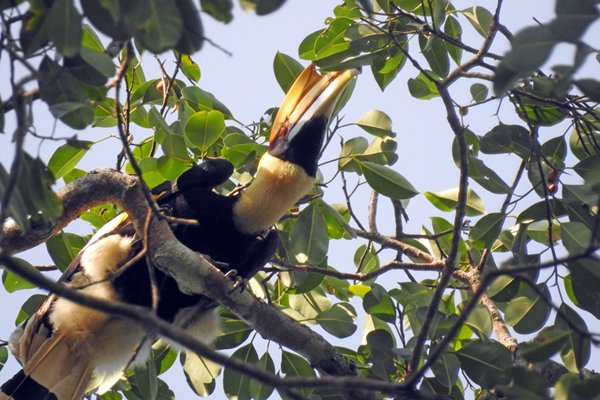 Neushoornvogel, Khao Yai NP, Thailand 2015