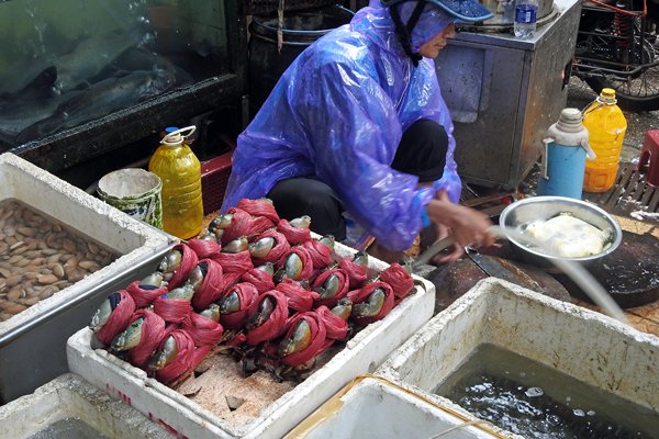 Schildpadden voor consumptie (officieel verboden), Hanoi, Vietnam 2015