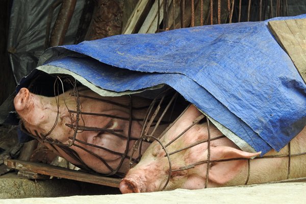 Varkens wachten op transport, omgeving Sa Pa, Vietnam 2015