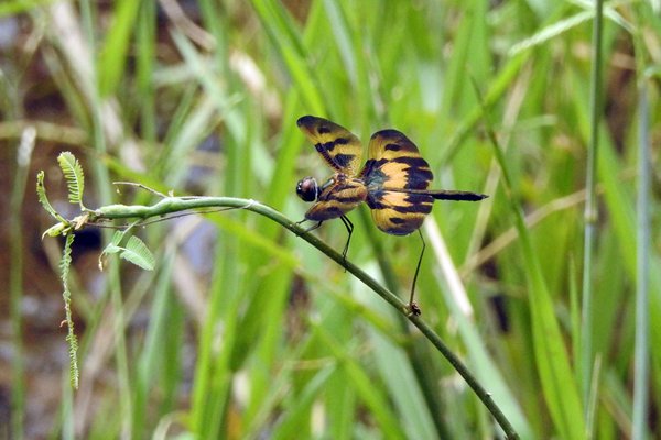 Insect bij Hoa Lu, Vietnam 2015