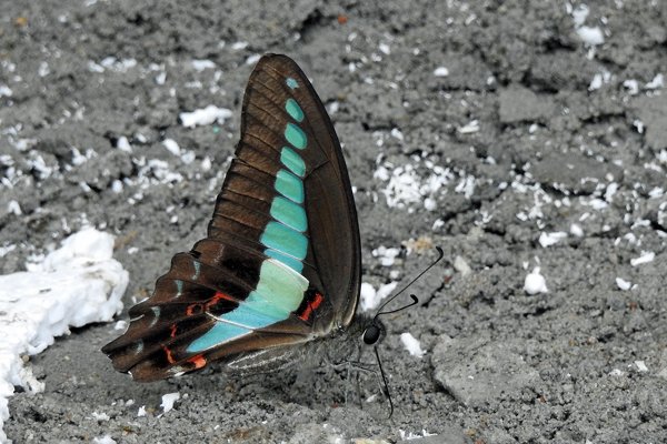 Veel vlinders in Cuc Phuong NP, Vietnam 2015