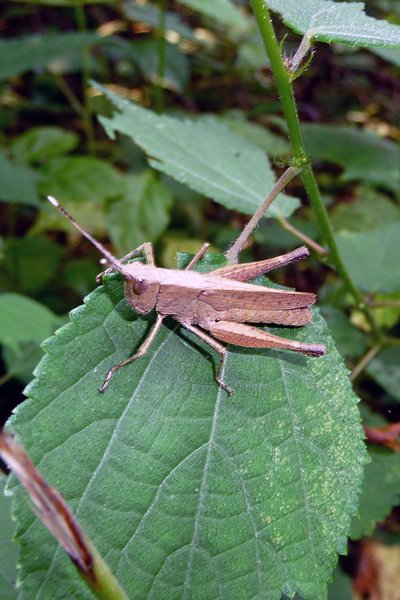Sprinkhaan in Cuc Phuong NP, Vietnam 2015