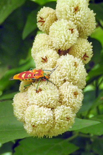 Kleurig insect in een Khanh dorp, Vietnam 2015