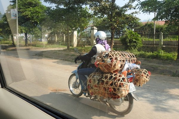 Kippentransport op de motor, Vietnam 2015