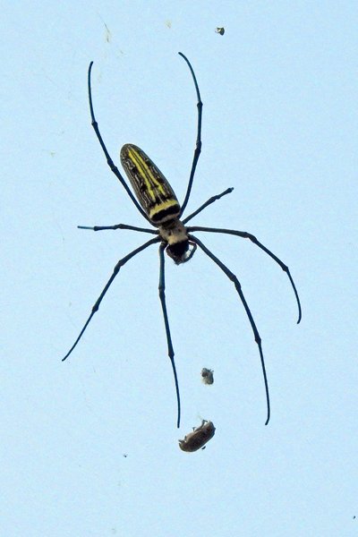 Golden orb weaver, omgeving Mai Chau, Vietnam 2015