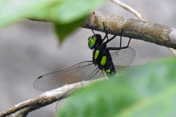 Groen-zwarte libel in Bach Ma NP, Vietnam 2015