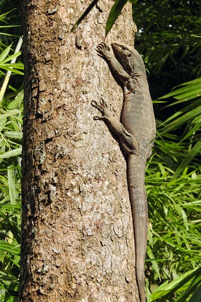 Monitor lizard, Cat Tien NP, Vietnam 2015
