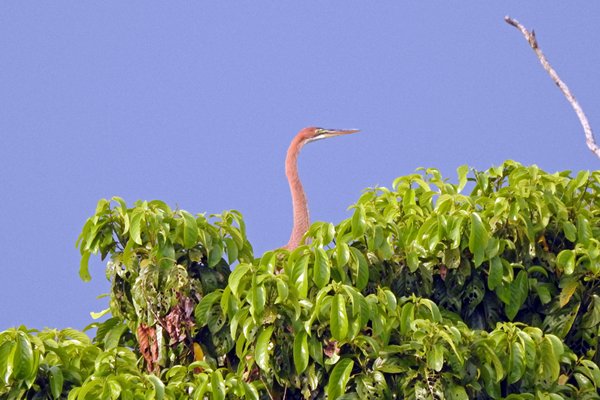 Reiger bovenin een boom, Cat Tien NP, Vietnam 2015