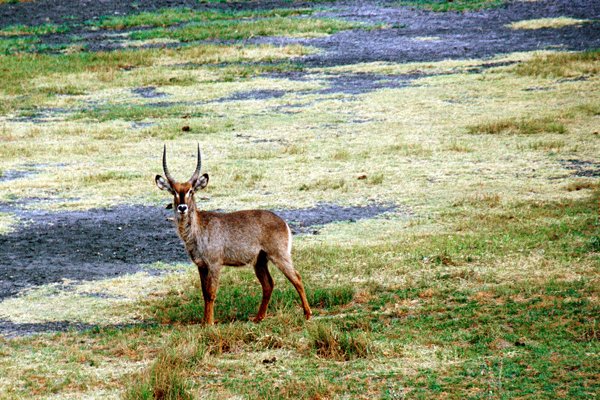 Hert in Arusha NP, Tanzania 1997