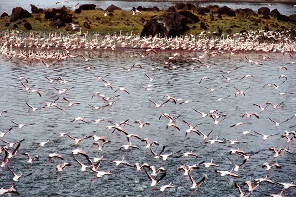 Flamingo