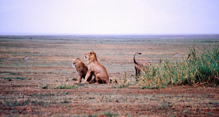 Groepje leeuwen in Ngorongoro, Tanzania 1997