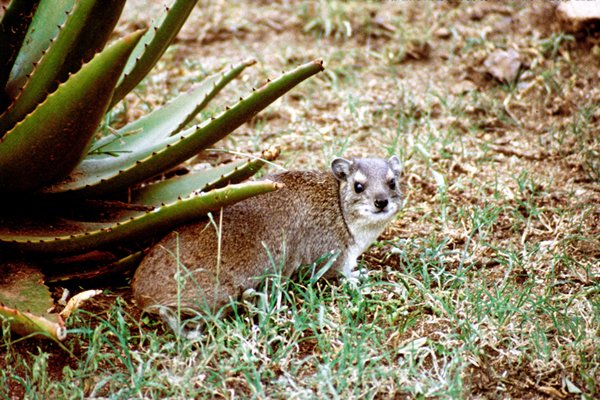 Dassie (hyrax) in Serengeti, Tanzania 1997