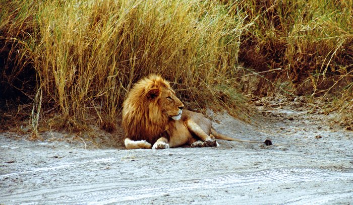Leeuw langs de weg in Serengeti, Tanzania 1997