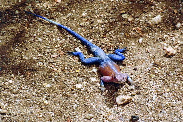 Agama mwanzae, Serengeti, Tanzania 1997
