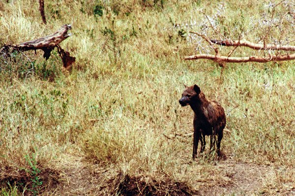 Hyena in de Serengeti, Kenia 1997