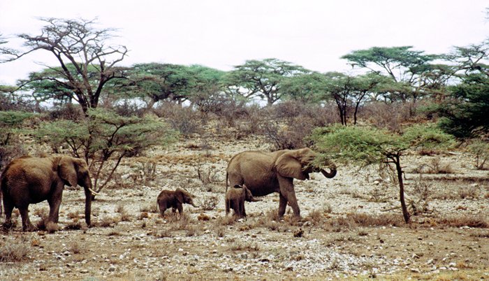 Olifanten in Samburu Park, Kenia 1997