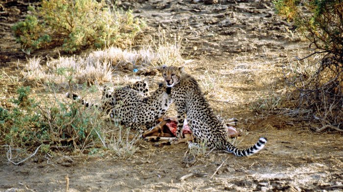 Cheetahs in Samburu Park, Kenia 1997