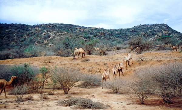 Dromedarissen onderweg naar Maralal, Kenia 1997