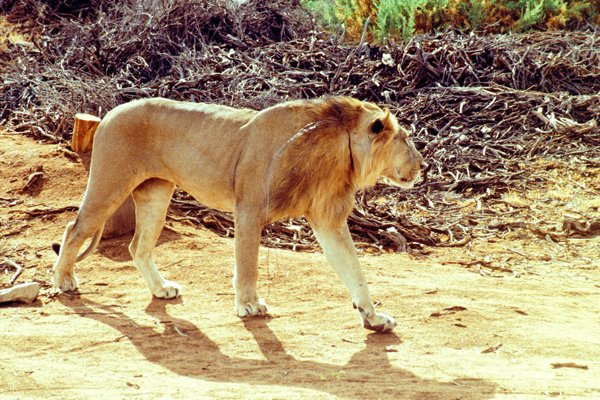 Leeuw met hinderlijk ijzerdraad, Samburu Park, Kenia 1997