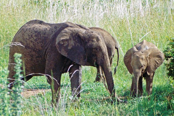Olifant met jong in Mikumi NP, Malawi 1997