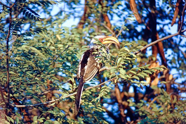 Hornbill, Kruger Park, Zuid-Afrika 1997