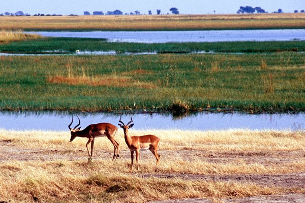 Impala