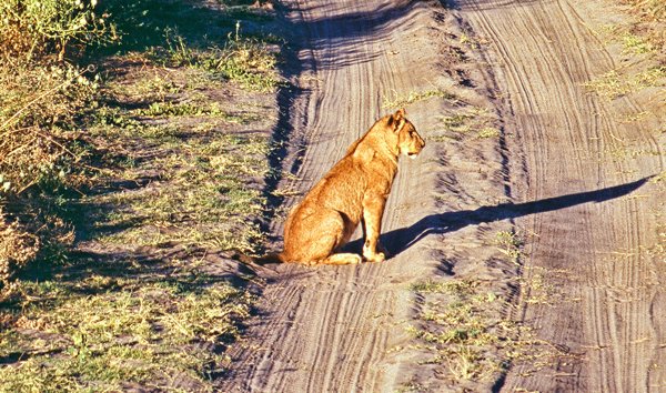 Leeuw op het pad, Chobe NP, Botswana 1997