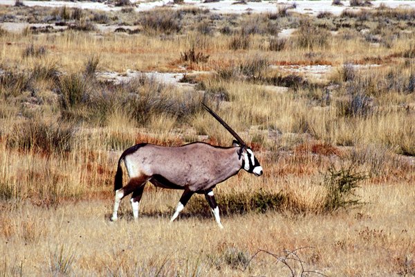 Oryx in Etosha, Namibië 1997