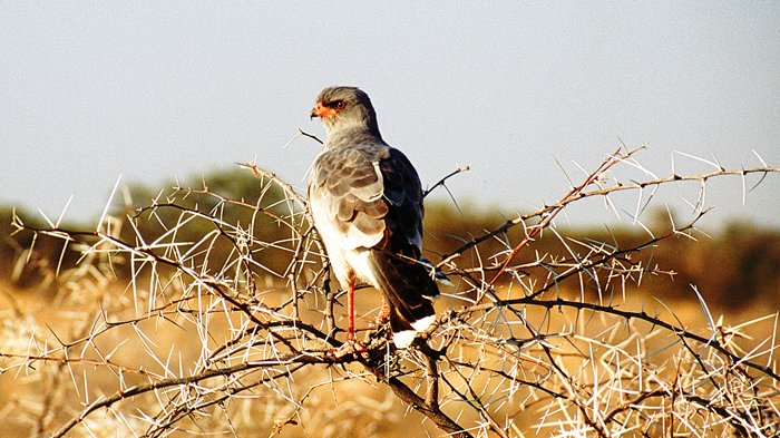 Roofvogel op acacia, Etosha, Namibiƫ 1997