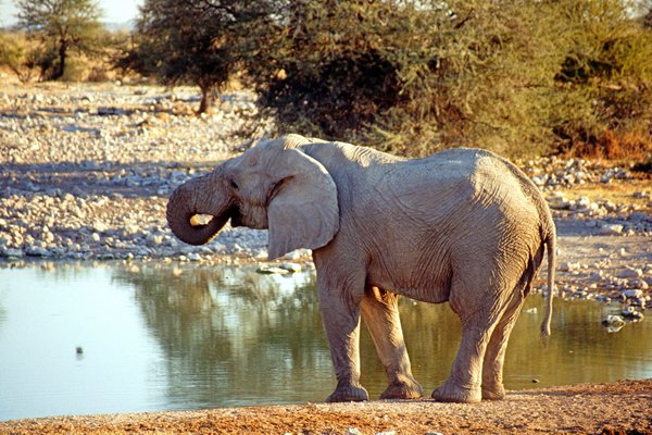 Olifant bij poeltje in Etosha, Namibiƫ 1997