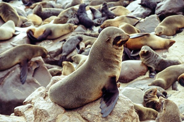 Zeehonden bij Cape Cross, Namibië 1997