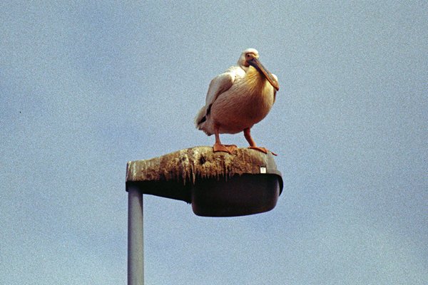 Pelikaan op lantaarnpaal in Swakopmund, Namibië 1997