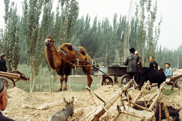 Dromedaris op de zondagsmarkt van Kashgar, China 1997