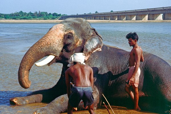 Olifant wassen onderweg naar Trichy, India 1997