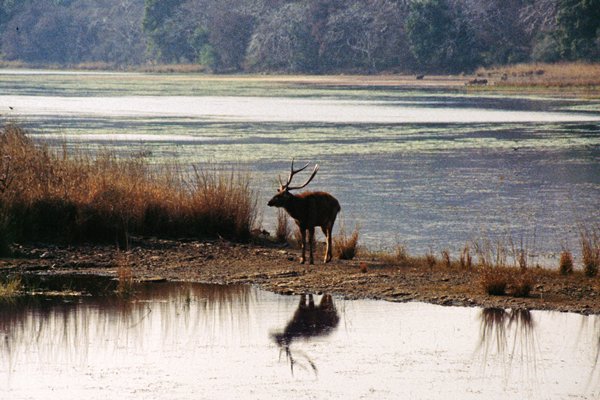 Sambar deer in Ranthambore, India 1998