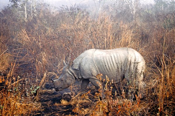 Neushoorn in Chitwan NP, Nepal 1998