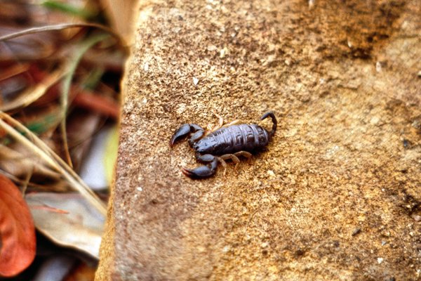 Schorpioentje in Isola gebergte, Madagascar 1997