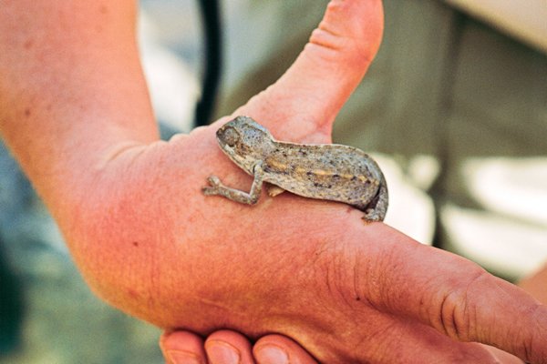 Kleine kameleon, Isola NP, Madagascar 1997