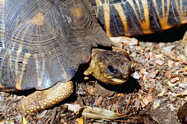 Schildpad in Berenty Reserve, Madagascar 1997