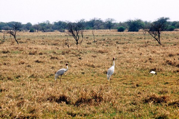 Sarus kraanvogels in Bharatpur, India 1998