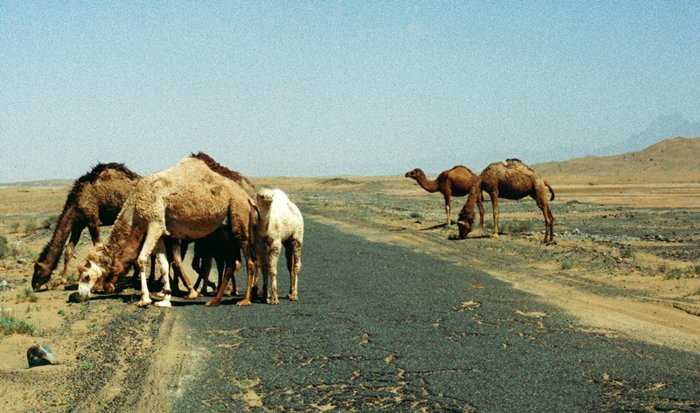 Kamelen in grensgebied Pakistan-Iran, 1998