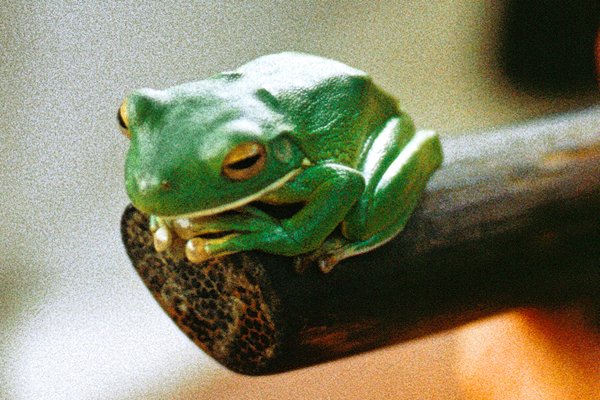 Kikkertje in Daintree NP, Australië 1998