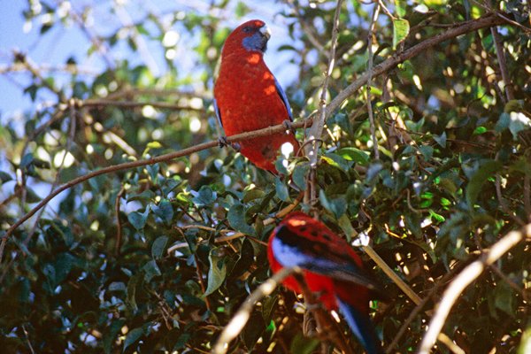 Blue cheeked rosella