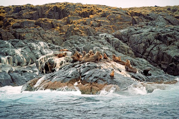 Pelsrobben op Montague Island, Australië 1998