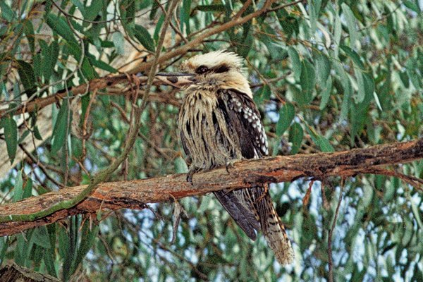 Kookaburra in The Grampians, Australië 1998
